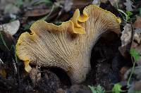 Cantharellus californicus image