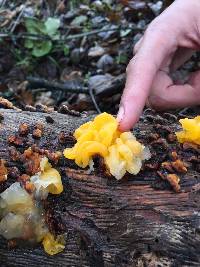 Tremella aurantia image