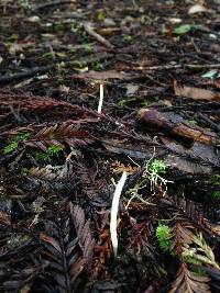 Clavaria falcata image