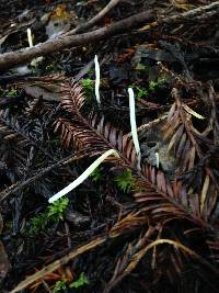 Clavaria falcata image