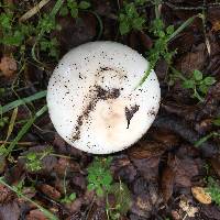 Amanita ocreata image