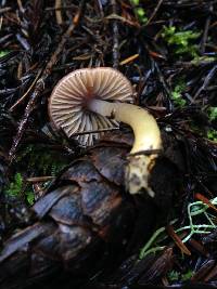 Hygrocybe psittacina var. psittacina image