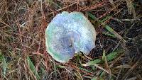 Lactarius paradoxus image