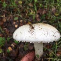 Amanita ocreata image