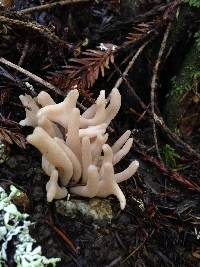 Clavaria fumosa image