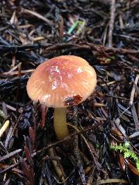 Hygrocybe psittacina var. psittacina image