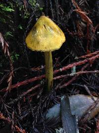 Hygrocybe singeri image