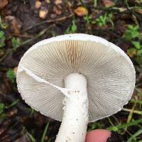 Amanita ocreata image