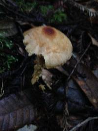 Lepiota magnispora image