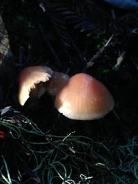 Hygrocybe psittacina var. psittacina image