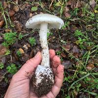 Amanita ocreata image