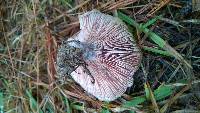 Lactarius paradoxus image