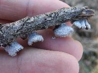 Schizophyllum commune image