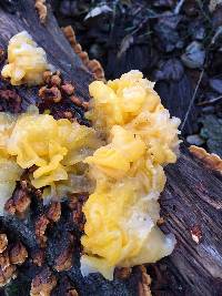 Tremella aurantia image