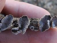 Schizophyllum commune image