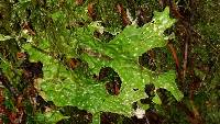 Lobaria pulmonaria image