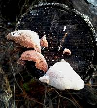 Auricularia polytricha image