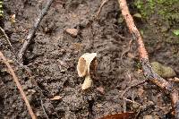 Helvella compressa image
