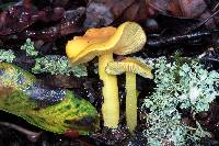 Hygrocybe chlorophana image