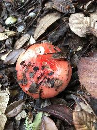 Russula cremoricolor image