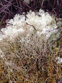 Cladonia portentosa image