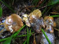 Suillus pungens image