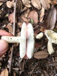 Russula cremoricolor image