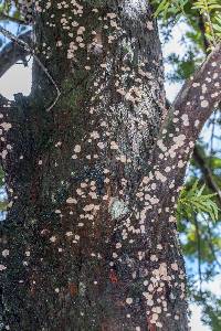 Calyptella totara image