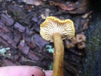 Craterellus tubaeformis image