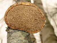 Piptoporus betulinus image