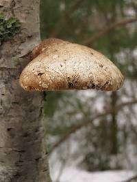 Fomitopsis betulina image