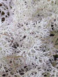 Cladonia portentosa image