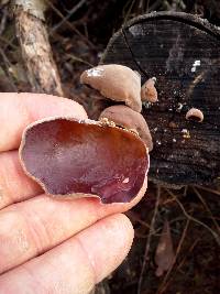 Auricularia polytricha image