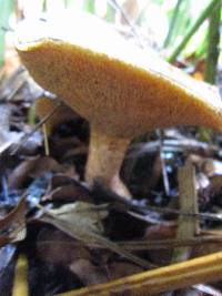 Suillus pungens image