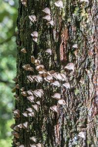 Calyptella totara image