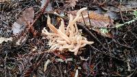 Clavaria fumosa image