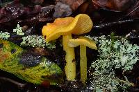 Hygrocybe chlorophana image