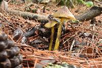 Hygrocybe singeri image