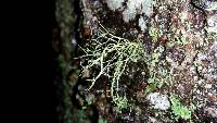 Ramalina farinacea image