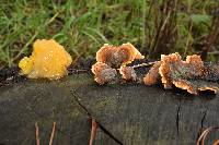 Tremella aurantia image