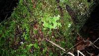 Lobaria pulmonaria image