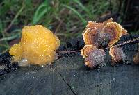 Tremella aurantia image