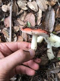 Russula cremoricolor image