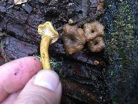 Craterellus tubaeformis image