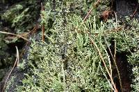 Cladonia macilenta image