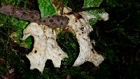 Lobaria pulmonaria image