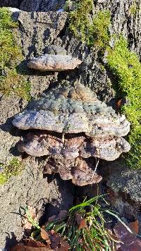 Fomes fomentarius image