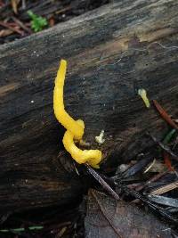 Calocera cornea image