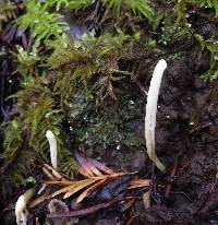 Clavaria falcata image