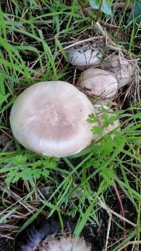 Agaricus xanthodermus image